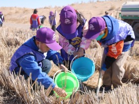 甘肃建投新能源公司沙漠研学旅行基地举办“我与小树共成长，争做护绿小使者”主题研学活动